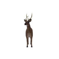 3d deer female isolated png