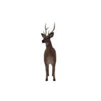 3d, cerf, femelle, isolé png