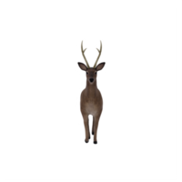 3d, cerf, femelle, isolé png