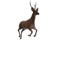 3d, cerf, femelle, isolé png