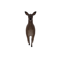 3d, cerf, femelle, isolé png