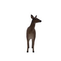 3d, cerf, femelle, isolé png