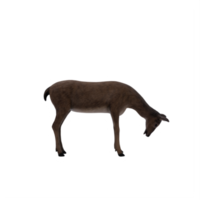 3d deer female isolated png