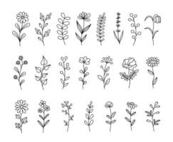 conjunto de hierbas y flores silvestres. arte lineal. elementos florales dibujados a mano. ilustración botánica vectorial. vector