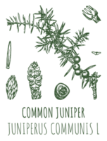 dibujos de enebro. ilustración dibujada a mano. nombre latino juniperus communis l. png