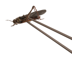 Cricket and chopsticks on transparent background. Edible insects, as snack, good source of protein. Grasshopper. Entomophagy, insectivory concept. Fried insects. Close up view. 3D rendering. png