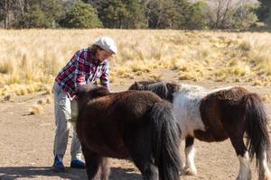 woman who works in the field with ponies photo
