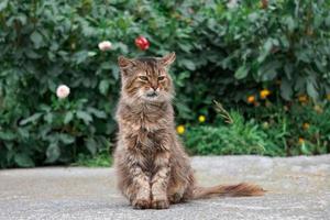 beautiful cat portrait, cat looking at the camera photo