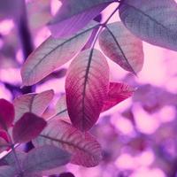 hojas de árboles rojos en la temporada de otoño, fondo rosa foto