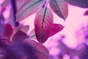 hojas de árboles rojos en la temporada de otoño, fondo rosa foto