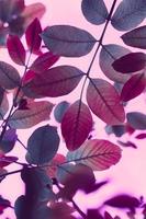 red tree leaves in autumn season, pink background photo