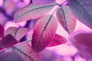 red tree leaves in autumn season, pink background photo