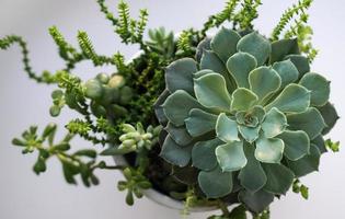 Mini-garden of various succulents. Beautiful mixed succulent arrangement. photo