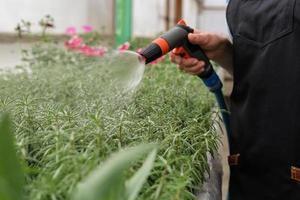 A young female gardener works in a large flower greenhouse. Watering from a water sprayer flowers photo