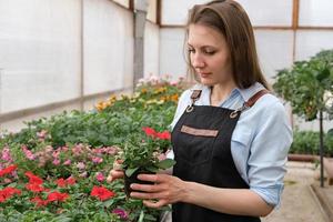 A young female gardener works in a large flower greenhouse. photo