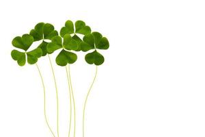 green clover leaves isolated on white background. St.Patrick 's Day photo