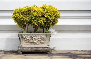 croton plant in pot photo