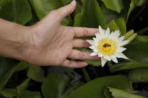 Hand holding a white lotus flower with yellow pollen and bee pollen.