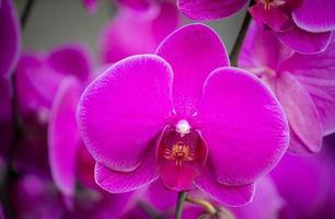 flor de orquídea phalaenopsis púrpura foto