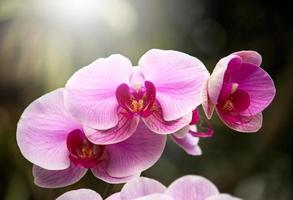 Purple phalaenopsis orchid flower photo