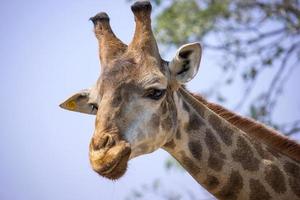 Giraffe head in the national zoo, Thailand photo