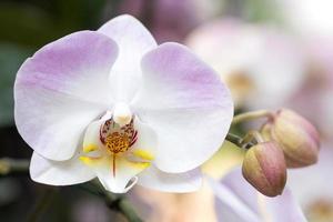 Purple phalaenopsis orchid flower photo