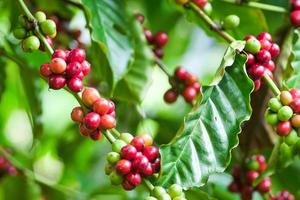plantas de café maduras listas para ser cosechadas. foto