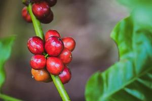 plantas de café maduras listas para ser cosechadas. foto