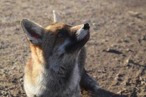 The red fox photo