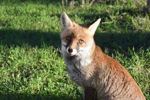 The red fox photo