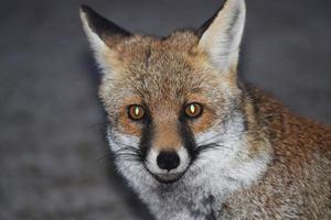 The red fox photo