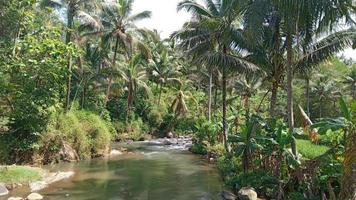 River landscape view with palm tree in Indonesia photo