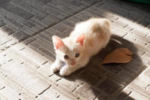 adorable gato lindo como fondo foto