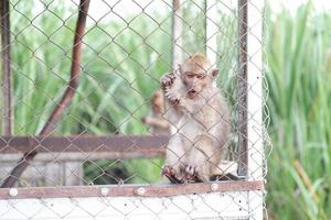 adorable monkey in a cage as background photo