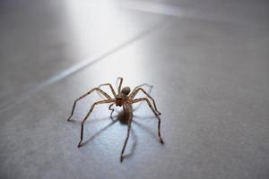 arañas arrastrándose por la pared como fondo foto