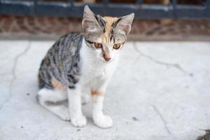 adorable cute cat as a background photo