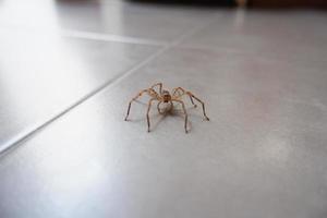 spiders crawling on the wall as a background photo