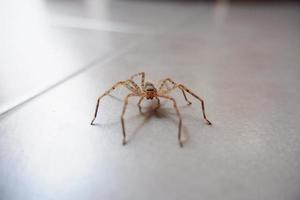 spiders crawling on the wall as a background photo