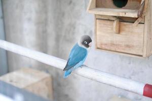 cute and adorable little bird photo