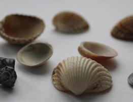 set of clam mollusc shells isolated on white background photo