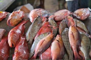 pescados frescos del océano índico en el mercado de la ciudad, una variedad de capturas diarias foto