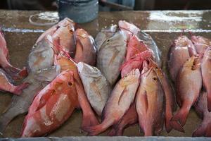 Fresh Indian Ocean fishes at the town market, a range of daily catch photo