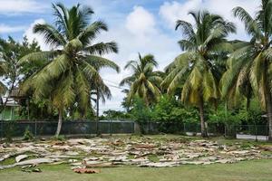 Drying palm leaves near coco nut palm trees for making rooftops photo