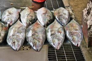 Fresh Indian Ocean jack fishes at the town market, a range of daily catch photo