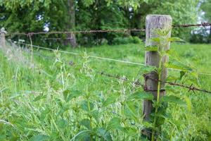 Old fence made of rusty barbed wire and wooden logs, overgrown with grass. photo