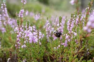 Bumblebee collects nectar on a lilac-pink heather on a summer day. Insect pollinates the flowering common Calluna vulgaris, in the forest. photo