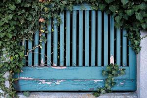 Old wooden fence with peeling blue paint and green plants growing on it. Architecture of a provincial city. photo