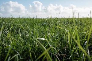 pasto con hierba verde y jugosa, buena comida para el ganado. prado en el fondo del cielo azul con nubes. paisaje agrícola. foto