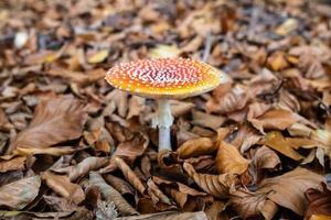 Colorful Amanita Muscaria mushrooms in dry leaves in the forest. Poisonous mushroom with a red cap with white spots. photo