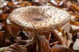 Close-up of old Amanita Muscaria mushroom in dry leaves, in autumn forest. Poisonous mushroom with a red cap with white spots. photo